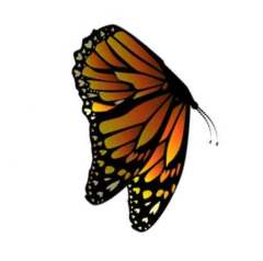 C:\Users\School\Desktop\РОЗРОБКИ\картинки\depositphotos_407380196-stock-illustration-flying-orange-butterflies-vector-illustration (1мпр).png